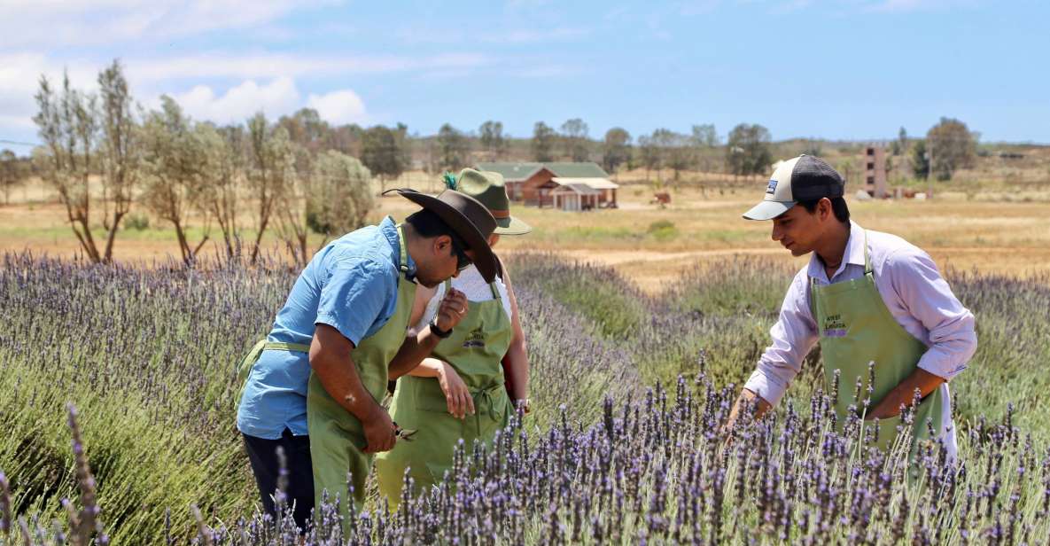 Lavender Field Guided Tour - Available Languages
