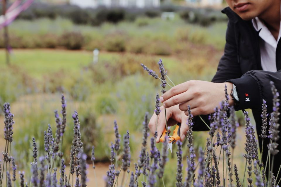 Lavender Field Guided Tour - Inclusions