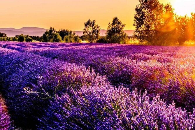 Lavender Fields Full Day Private Tour From Marseille - Transportation and Comfort