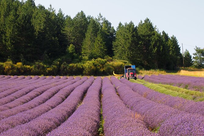 Lavender Full-day Tour in Sault From AIX-EN-PROVENCE - Scenic Lavender Fields