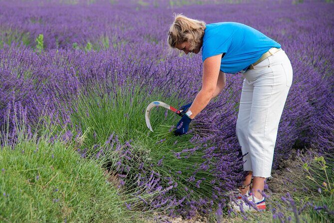 Lavender Harvesting and Distillation Workshop in Bellegarde - Who Will Love This Workshop?