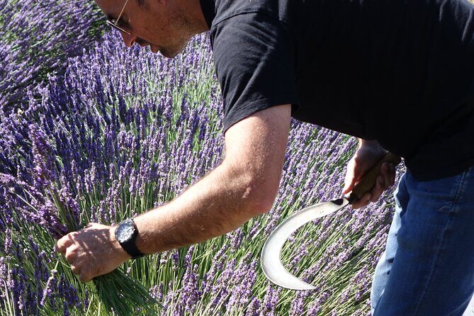 Lavender Harvesting and Distillation Workshop in Bellegarde - FAQs