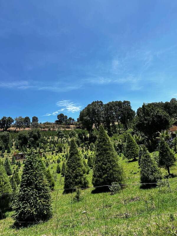 Lavender Ranch, Chautla and Val`Quirico. - Who Should Consider This Tour?