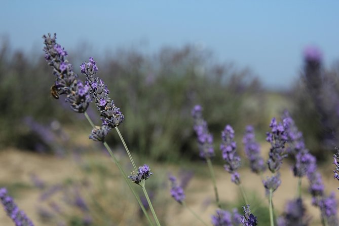 Lavender Tour Sault From Marseille - Visiting Ancient Villages