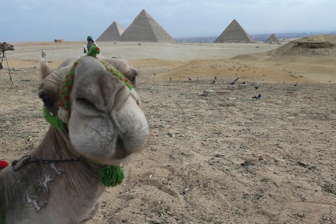 Layover Cairo Airport to Giza Pyramids, Egyptian Museum Tour - Pricing and Booking Details