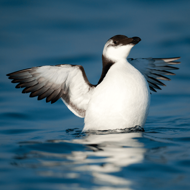 Le Grau-du-Roi: Seabird Watching Naturalist Cruise - Key Points