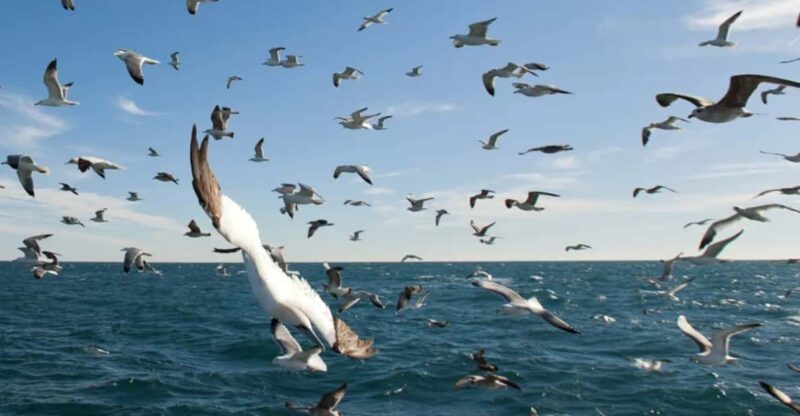 Le Grau-du-Roi: Seabird Watching Naturalist Cruise - Pricing and Booking
