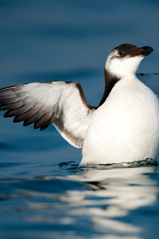 Le Grau-du-Roi: Seabird Watching Naturalist Cruise - Frequently Asked Questions