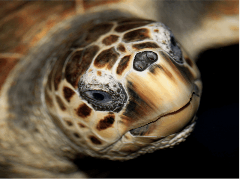 Le Grau-du-Roi: Seaquarium Skip-the-Line Entrance Ticket - Experience Highlights