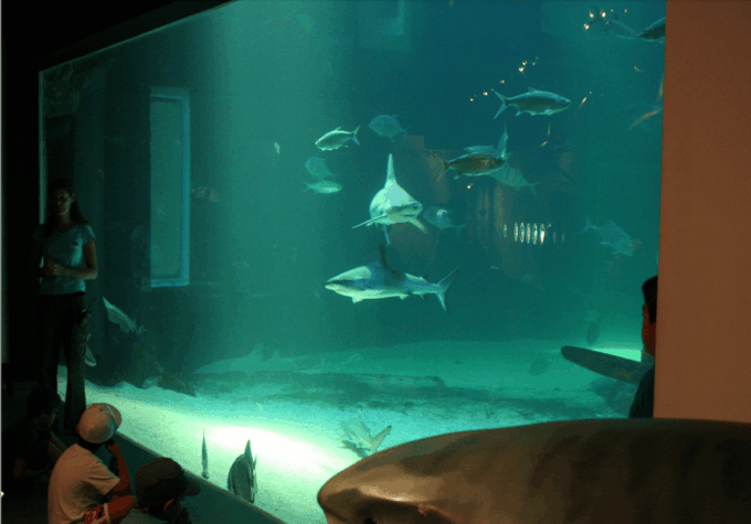 Le Grau-du-Roi: Seaquarium Skip-the-Line Entrance Ticket - Sustainable Conservation Efforts