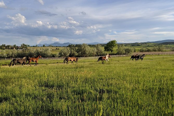 Leadership & Mindfulness Retreat With Horses - Individual & Group - Ideal for Family and Corporate
