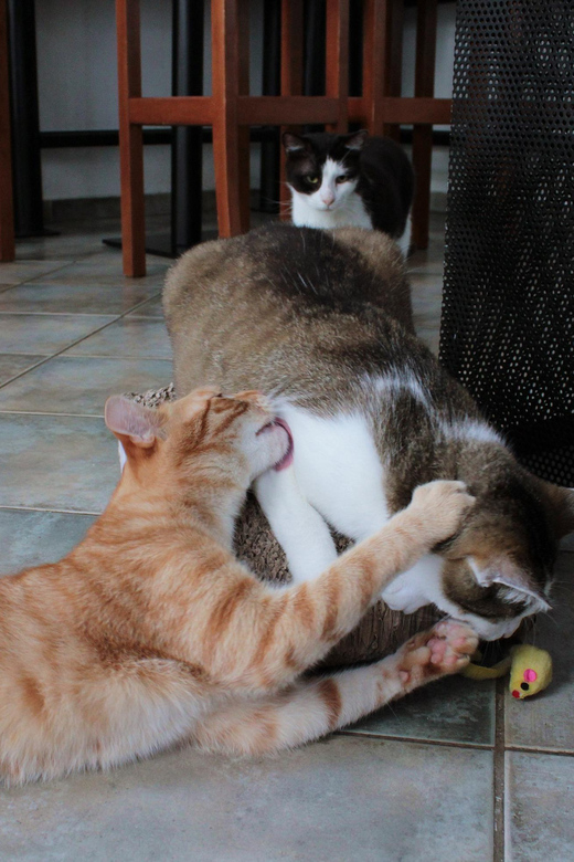 Learn Czech With Cats - Good To Know