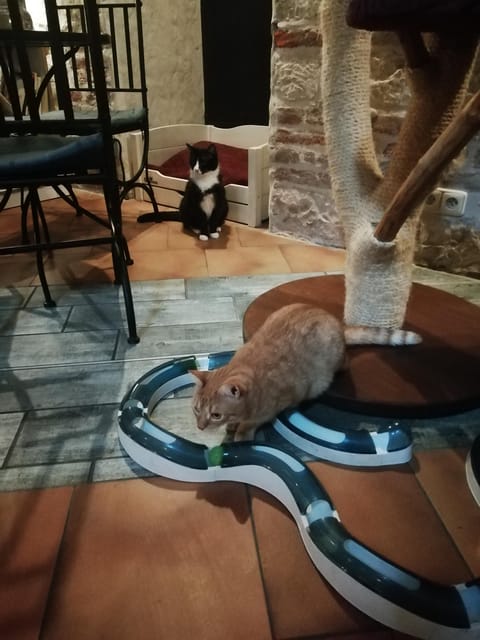 Learn Czech With Cats - Learning Experience