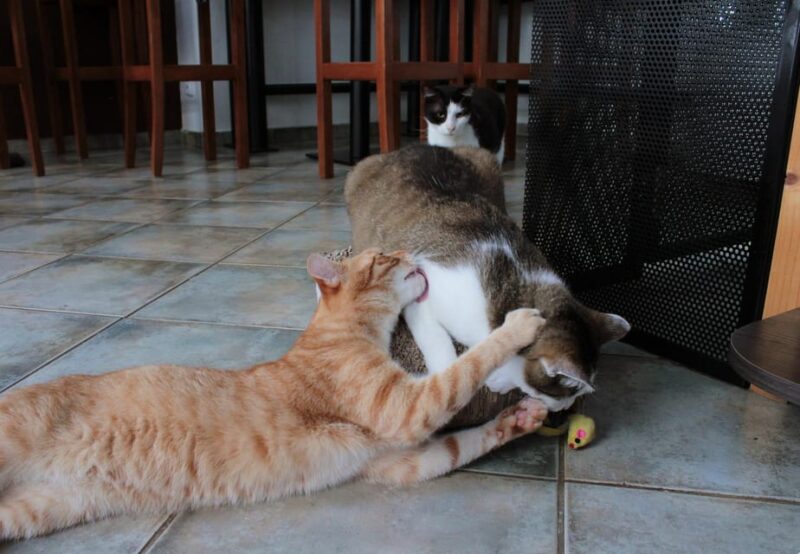 Learn Czech With Cats - Booking Information