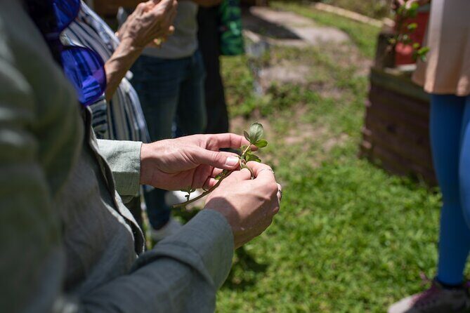 Learning about Medicinal Plants of Puerto Rico - Who Will Appreciate This Tour?