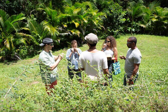 Learning about Medicinal Plants of Puerto Rico - FAQ