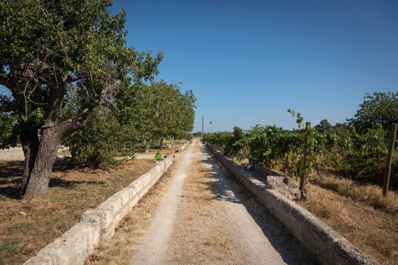 Lecce: Golden Vine Escape - Sunset Picnic & Wine Tasting - Why This Tour Is Worth Considering