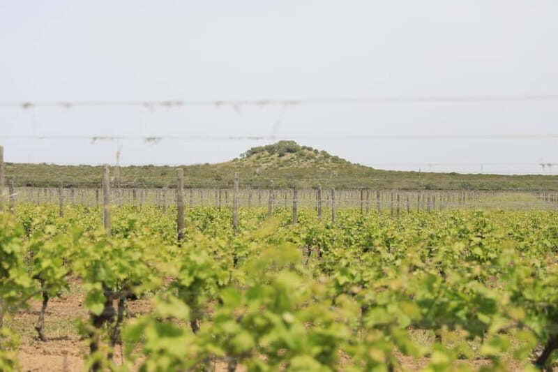 Lecce: Taranto and Manduria Winery Tour with Wine Tasting - Practical Aspects and Value