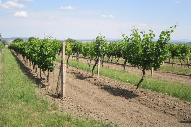 Lednice and Valtice Moravian Wine Tasting Tour  - Brno - Verified Customer Reviews