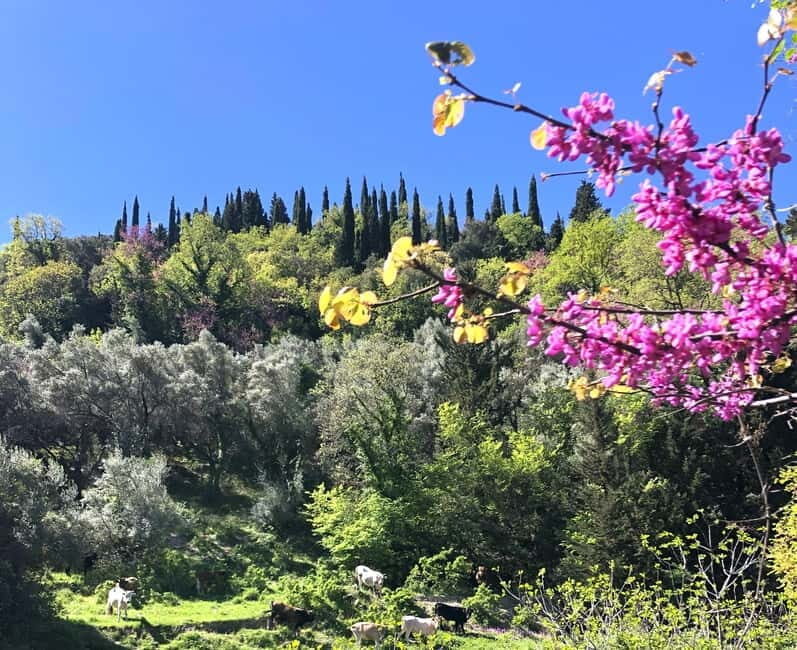 Lefkada: Mountain Gems Electric Fat Bicycle Tour & Tasting - Discover Lefkada’s Hidden Corners on Electric Fat Bikes