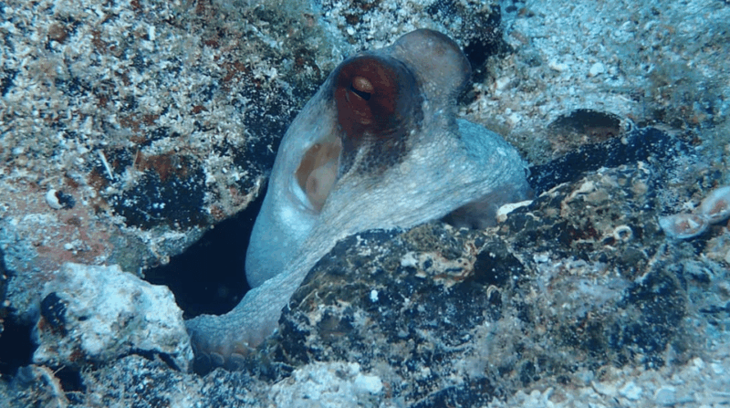 Lefkada to Lefkada 7 Day Scuba Diving Sailing Tour - Preparing for Your Adventure