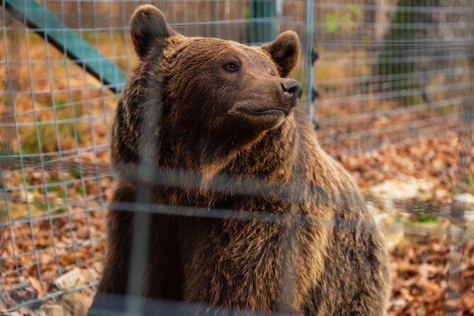 Legends&Wildlife Awaits: Draculas Castle & Bear Sanctuary - Inclusions and Amenities