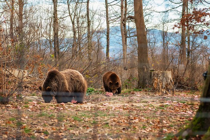 Legends&Wildlife Awaits: Draculas Castle & Bear Sanctuary - Accessibility and Participation