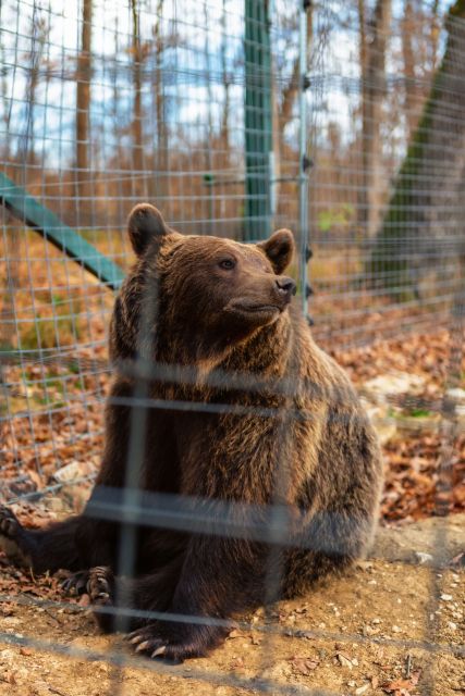 Legends&Wildlife Awaits: Draculas Castle & Bear Sanctuary - Scenic Journey Details
