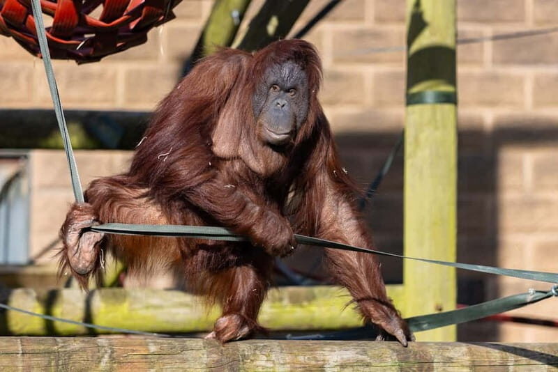 Leicestershire: Twycross Zoo Entry Ticket - Key Points