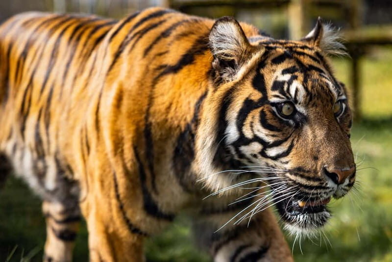 Leicestershire: Twycross Zoo Entry Ticket - A Detailed Look at Twycross Zoo