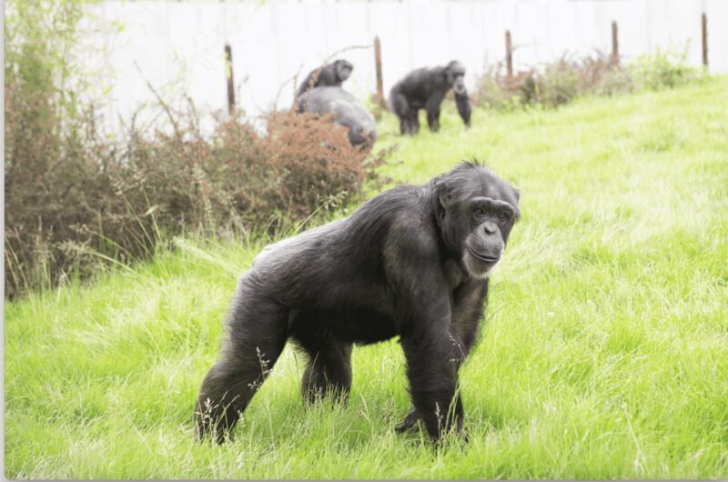 Leicestershire: Twycross Zoo Entry Ticket - Key Points