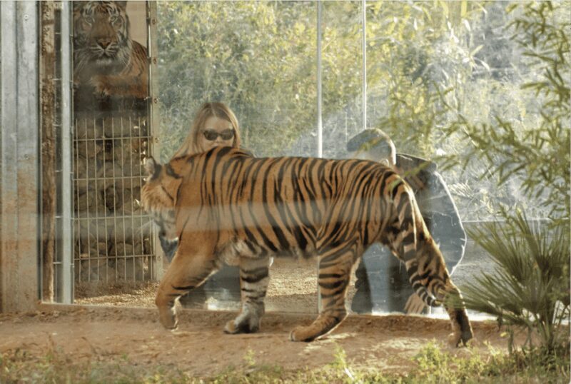 Leicestershire: Twycross Zoo Entry Ticket - Introduction: What’s the Buzz About Twycross Zoo?