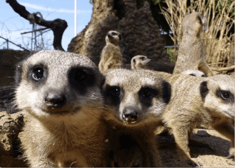 Leicestershire: Twycross Zoo Entry Ticket - Is It Good Value?