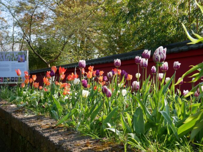 Leiden: Hortus Botanicus Entry Ticket - Accessibility Features