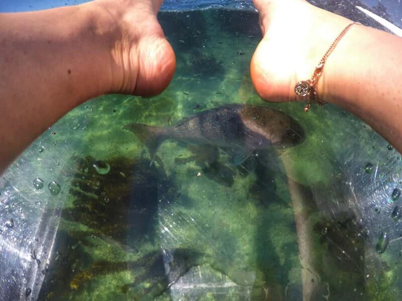 Leigh: Goat Island Clear Kayak Rental - The Experience in Detail