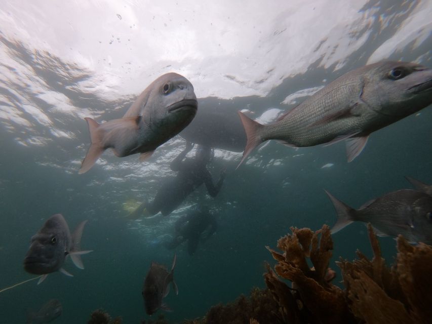 Leigh: Goat Island Guided Snorkeling Tour for Beginners - Frequently Asked Questions