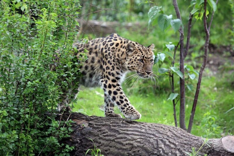 Leipzig Zoo: Entry Ticket - FAQ