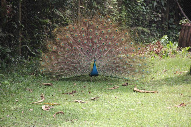 Lekki Conservation Center Extraordinary Tour - Transportation and Booking Details