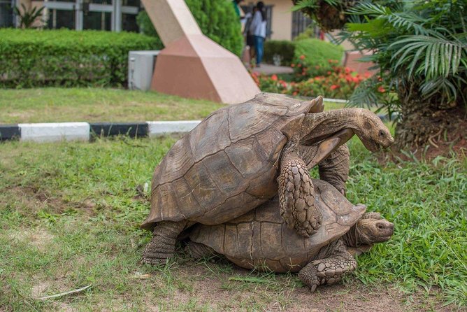 Lekki Conservation Center Extraordinary Tour - Wildlife Sightings and Attractions
