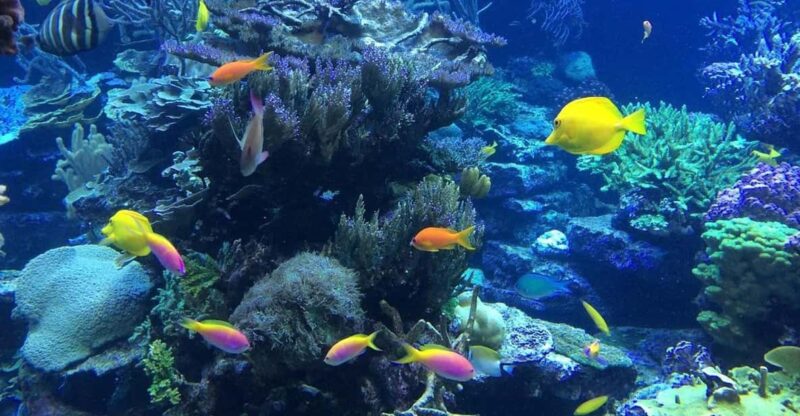 Lembongan : Fully Enjoy! Snorkeling, Sightseeing /1day Tour - Good To Know