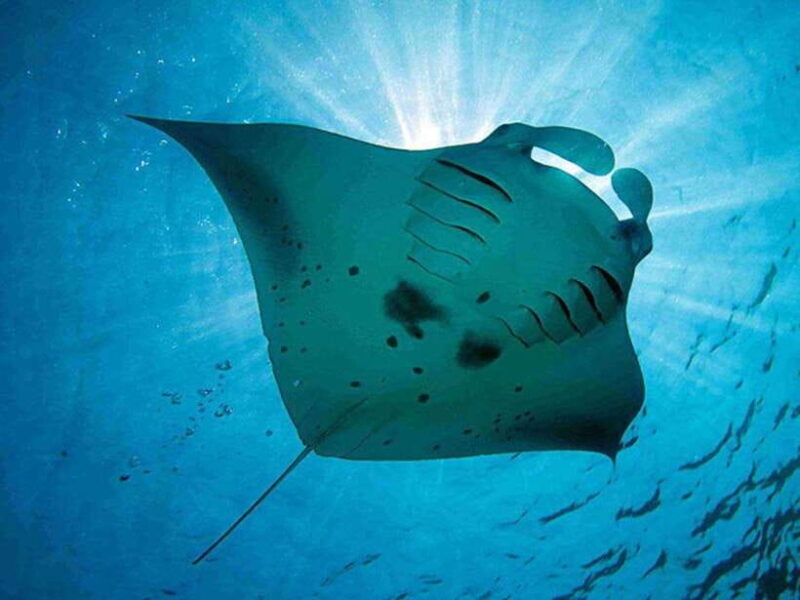 Lembongan Island: Enjoy snorkeling.See a manta ray?/Day trip - Key Points
