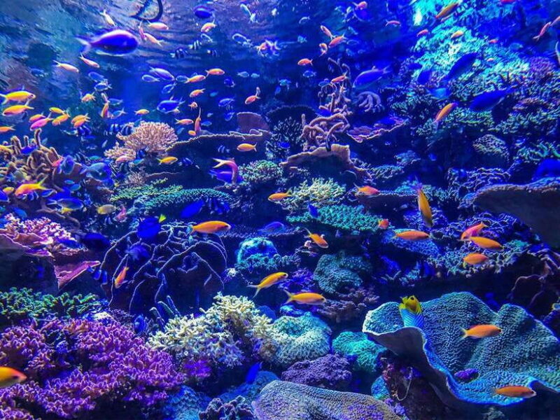 Lembongan Island: Enjoy snorkeling.See a manta ray?/Day trip - Why This Tour Works for Travelers