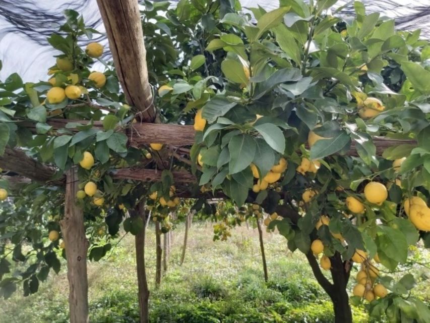 Lemon Experience With Limoncello Demonstration - Exploring the Lemon Gardens