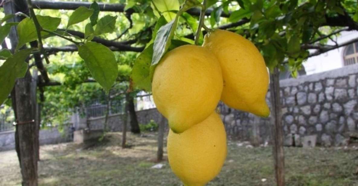 Lemon Experience With Limoncello Demonstration - Amalfi Coast History and Lemons