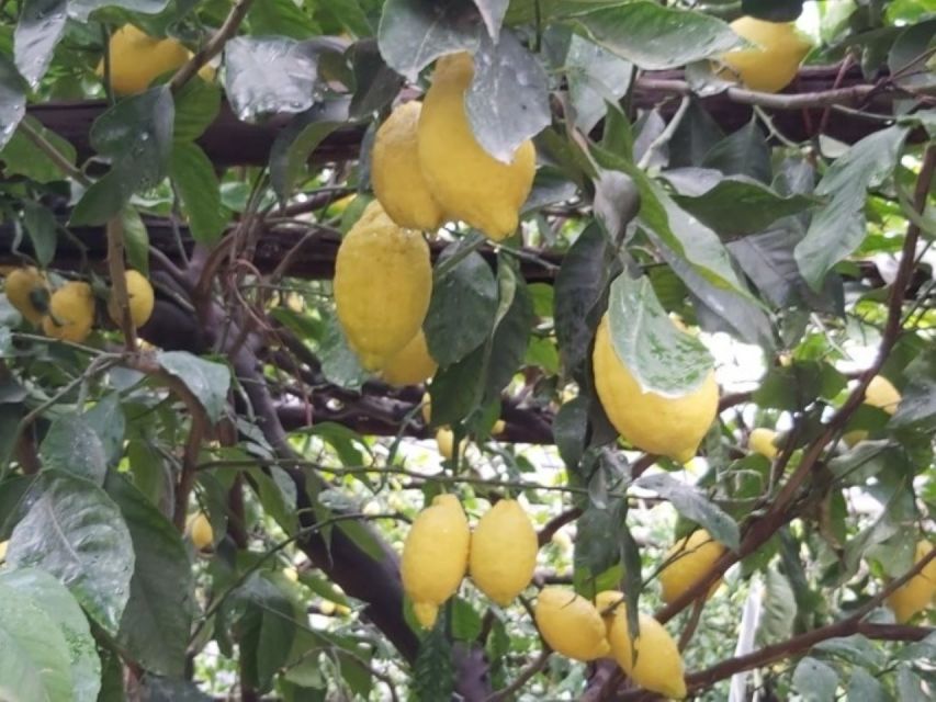 Lemon Experience With Limoncello Demonstration - The Art of Limoncello Production