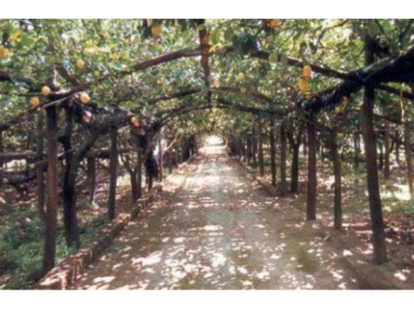 Lemon Experience With Limoncello Demonstration - Friendly and Informative Hosts
