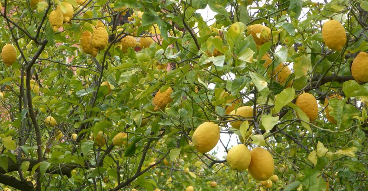 Lemon Nursery & Limoncello: Sorrento E-Bike Tour - Key Points