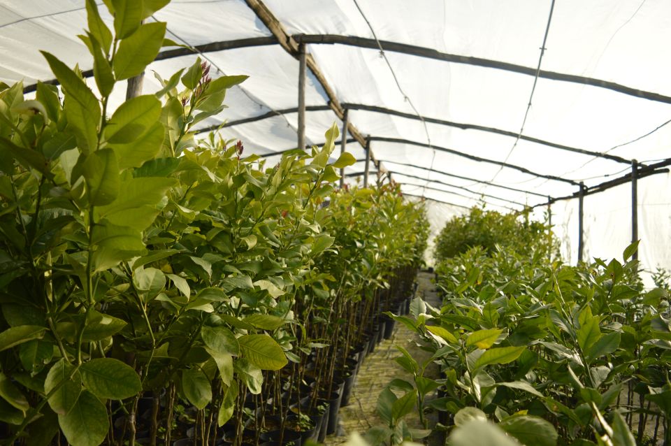 Lemon Nursery & Limoncello: Sorrento E-Bike Tour - Lemon Nursery Visit