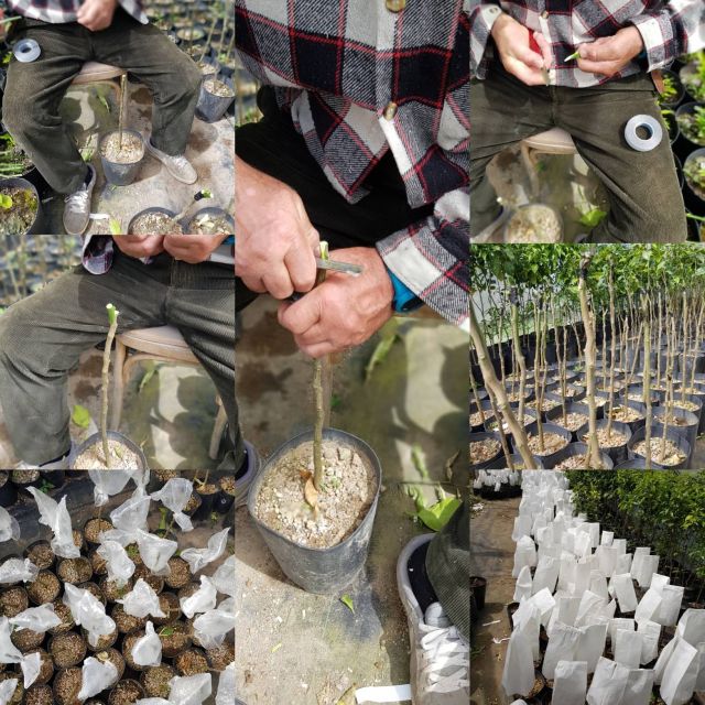 Lemon Nursery & Limoncello: Sorrento E-Bike Tour - Scenic Views and Highlights