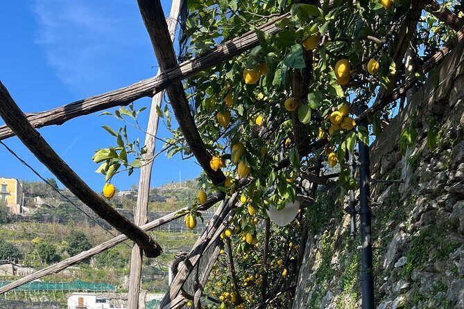 Lemon Path Tour with Tasting Session and Transfer from Positano - Cost and Value